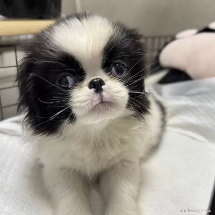 ID：2412-03768の子犬