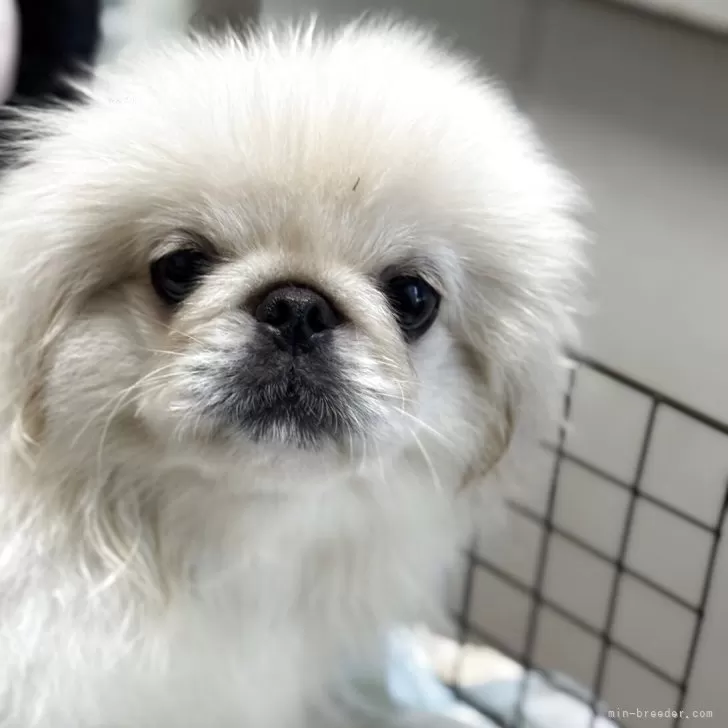 ID:2505-00018の子犬