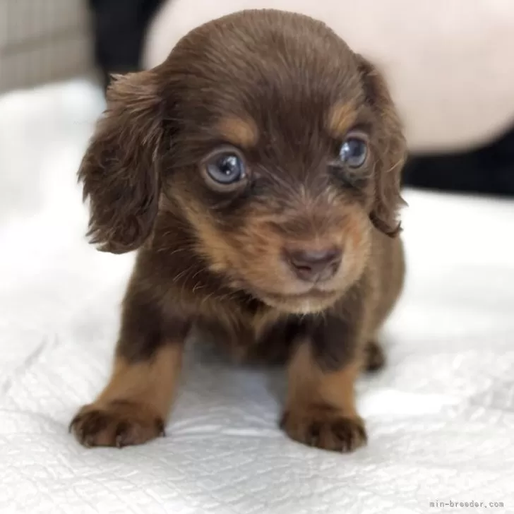 ID：2507-06168の子犬