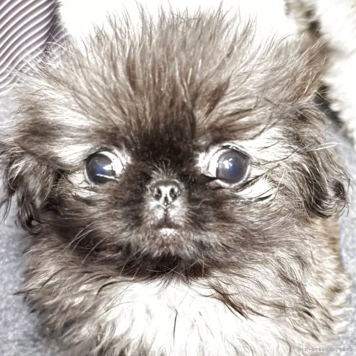 ID：2505-01301の子犬