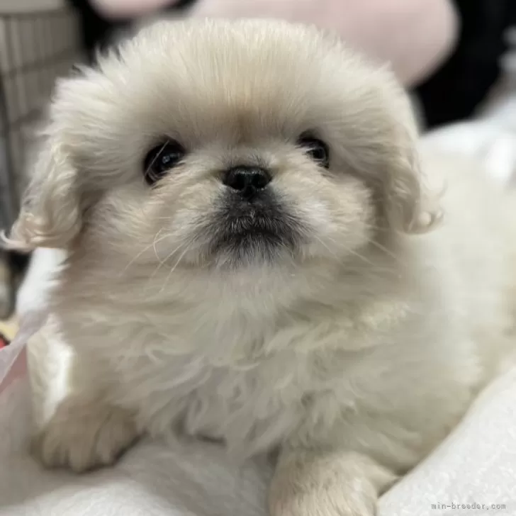 ID：2502-06773の子犬