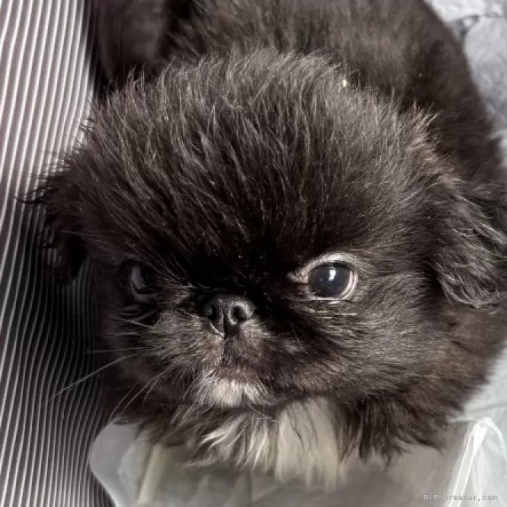 ID：2502-01442の子犬