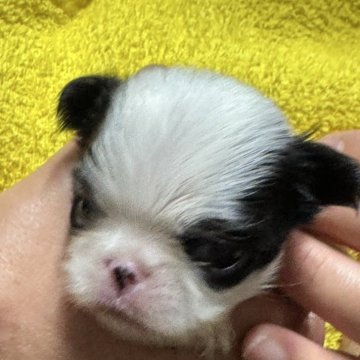 狆(チン)【長野県・男の子・2025年7月24日・白黒】の写真「可愛くなってきました」