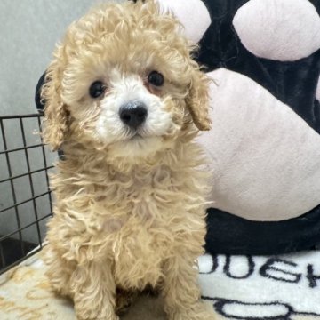 トイプードル(トイ)【長野県・男の子・2025年11月12日・アプリコット】の写真「小さな子です」
