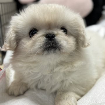 ペキニーズ【長野県・女の子・2025年1月8日・ホワイト・クリーム】の写真「可愛い子です」
