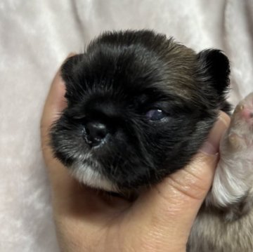 ペキニーズ【長野県・男の子・2025年10月26日・フォーン】の写真「一人っ子」