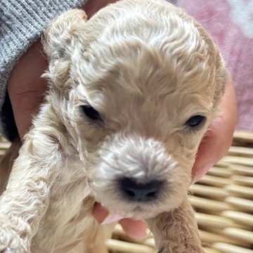 トイプードル(トイ)【長野県・男の子・2025年11月12日・アプリコット】の写真「小さな子です」