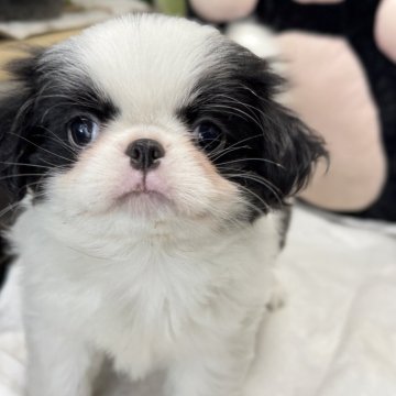 狆(チン)【長野県・男の子・2025年10月7日・白黒】の写真「整ったお顔です」