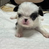 狆(チン)