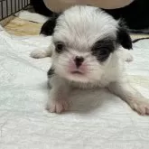 狆(チン)