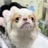 狆(チン)