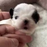 狆(チン)