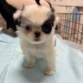 狆(チン)