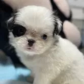 狆(チン)