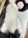 狆(チン)【長野県・女の子・2024年8月11日・白黒】の写真5