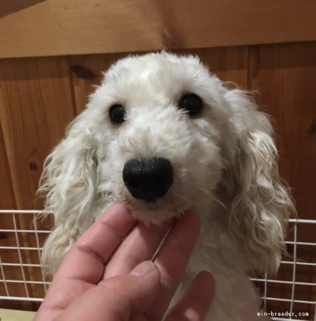 ID：1901-02550の子犬