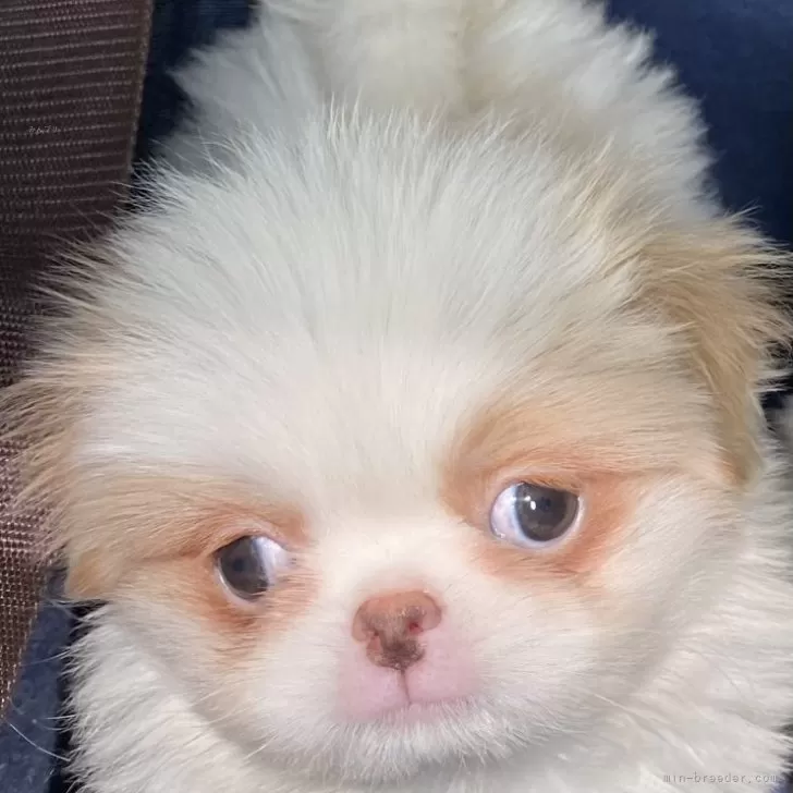 ID:2403-02205の子犬