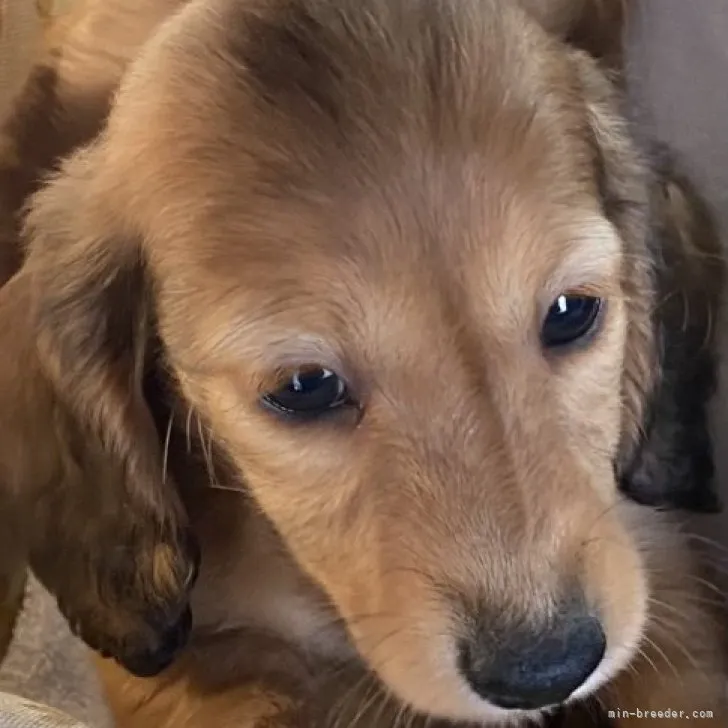 ID:2302-01561の子犬