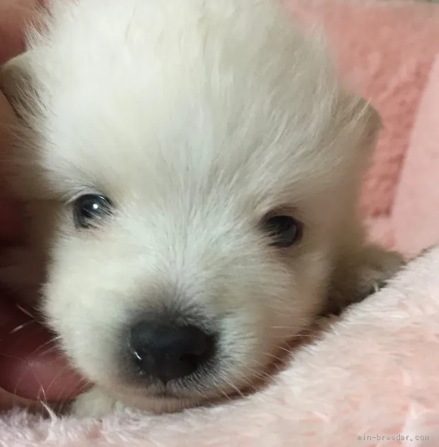 ID：1903-01004の子犬