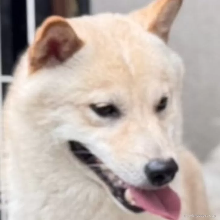 ID:2410-01084の子犬