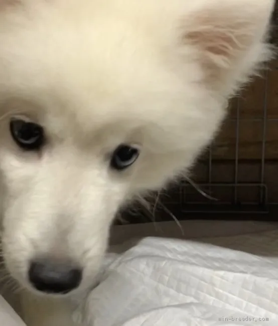ID：2008-00634の子犬
