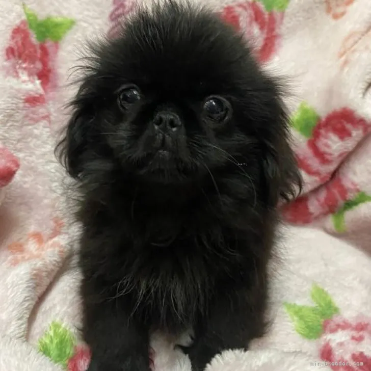 ID:2308-06594の子犬