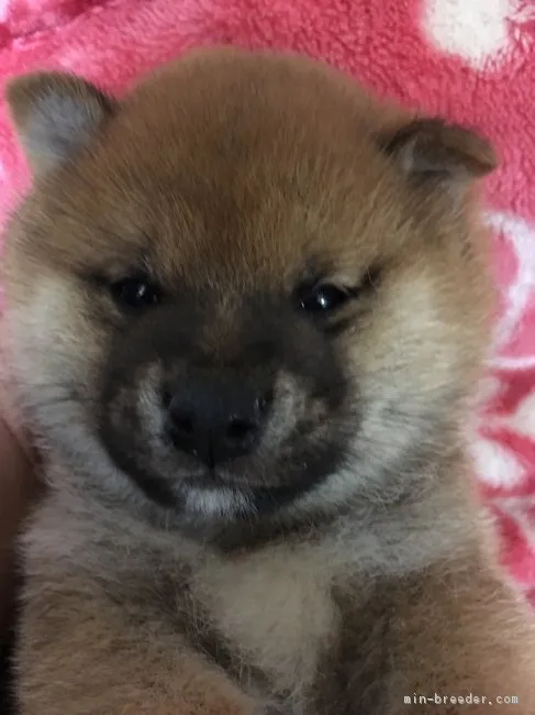 ID：1704-00671の子犬