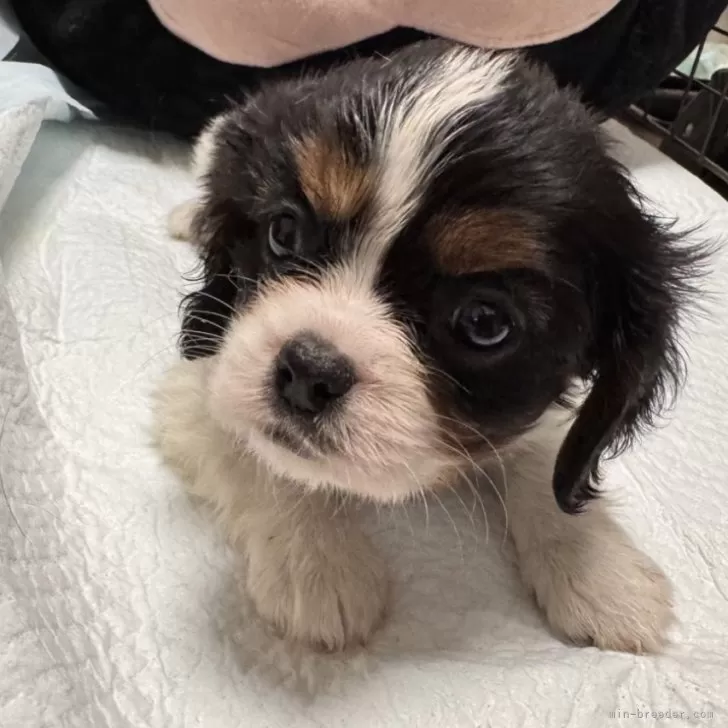 ID:2409-08265の子犬