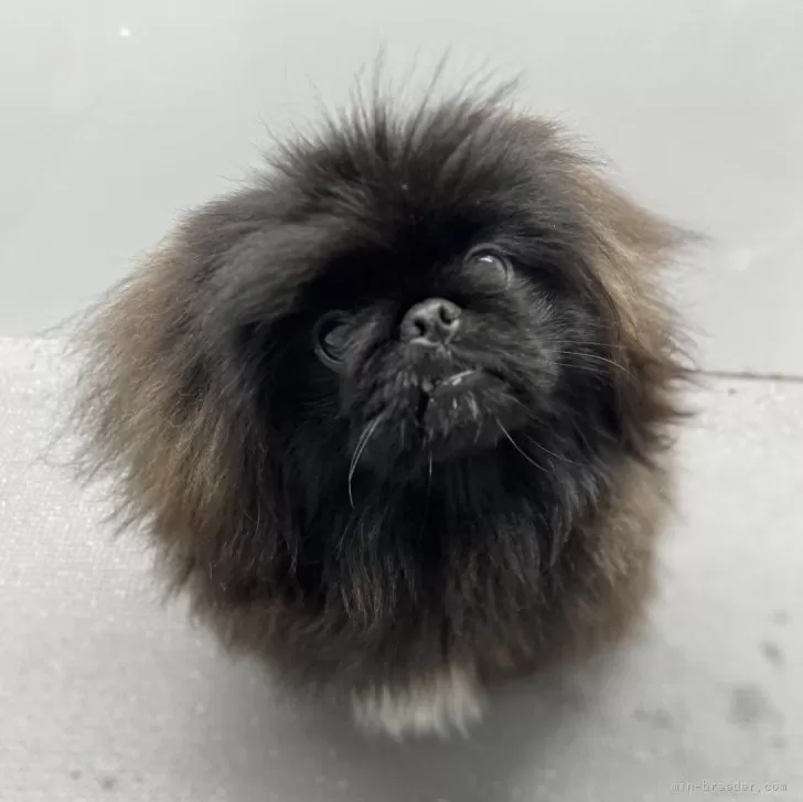 ID:2310-02437の子犬