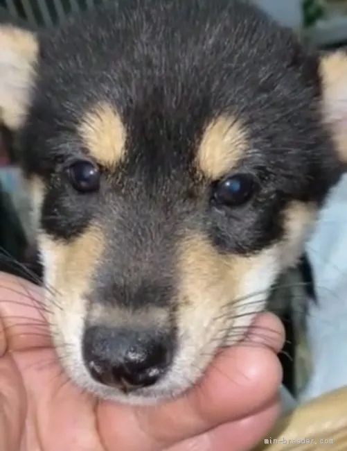 ID：2012-01033の子犬