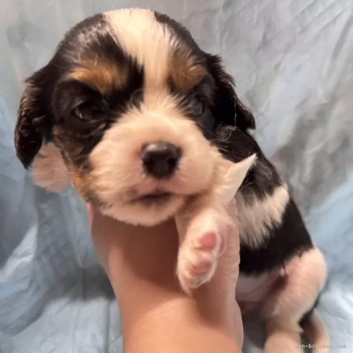 ID：2410-01910の子犬