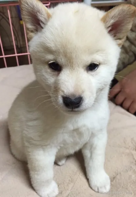 ID:1604-00476の子犬