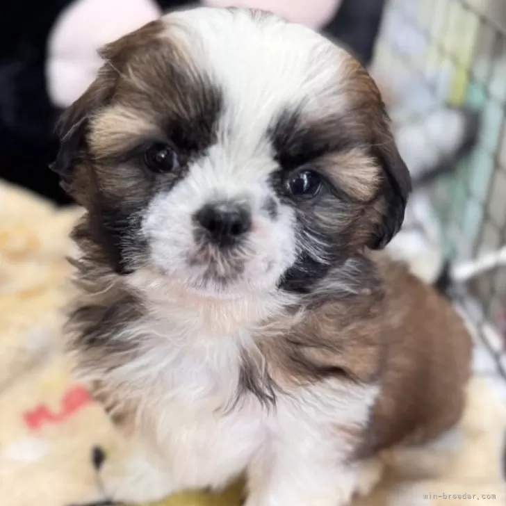 ID：2409-05118の子犬