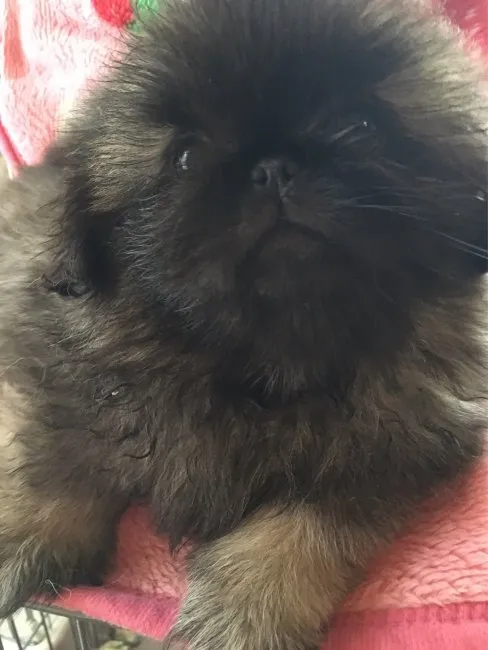 ID：1607-01813の子犬