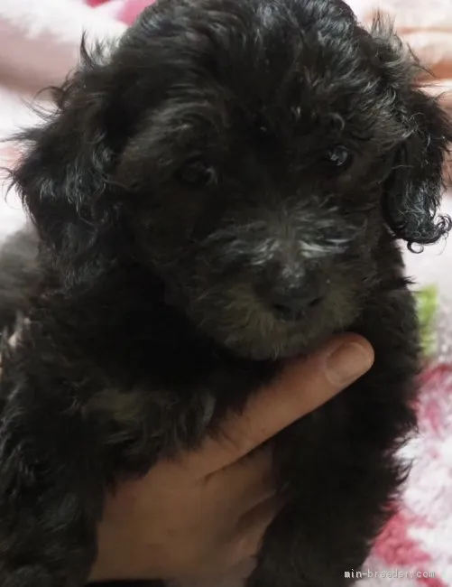 ID：2011-01737の子犬