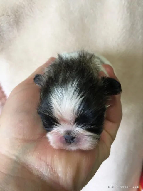 ID：1803-00760の子犬