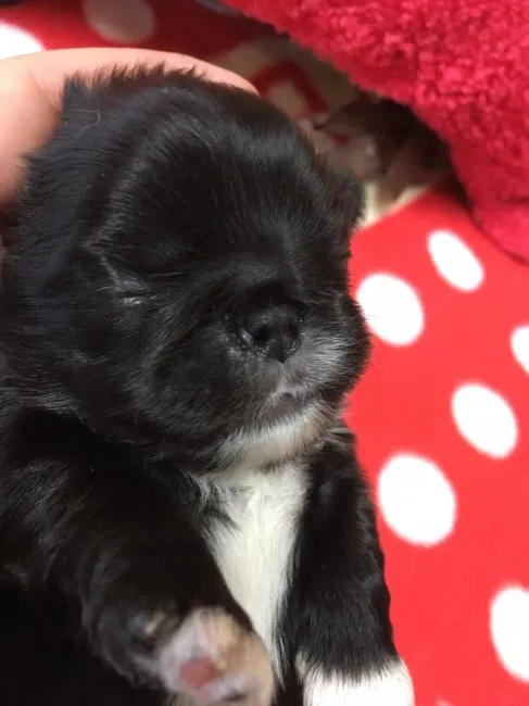 ID：1605-00634の子犬