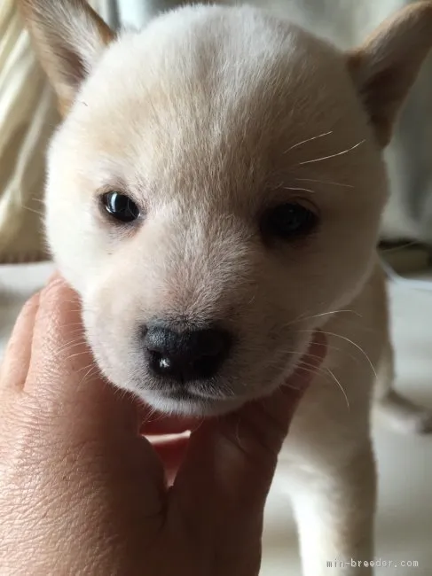 ID:1604-00492の子犬