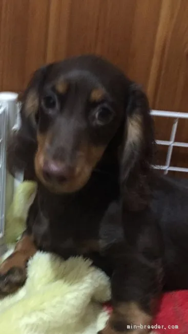ID：1902-01745の子犬