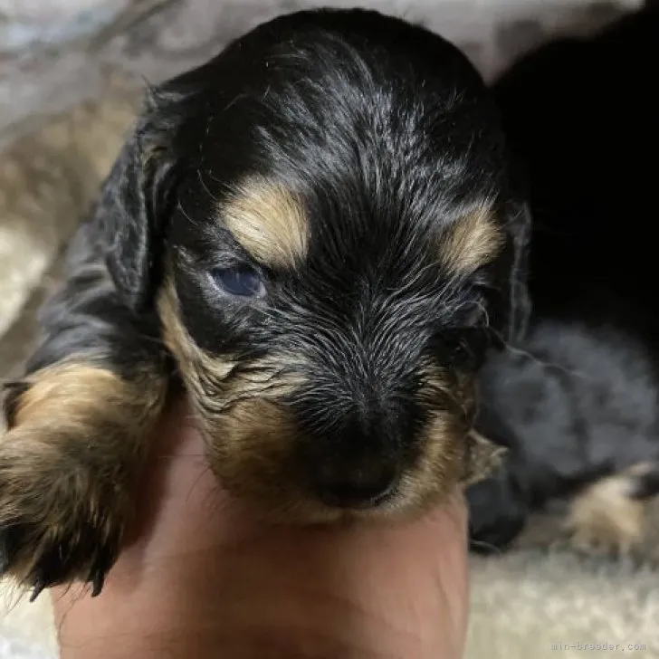 ID：2303-03785の子犬