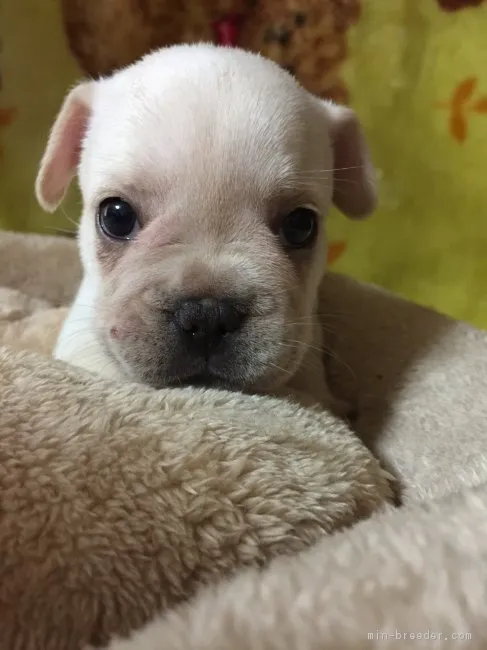 ID：1709-00150の子犬