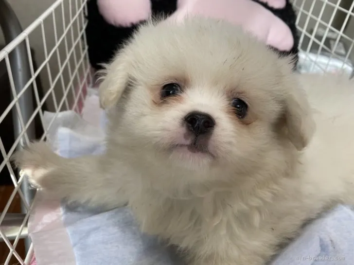 ID：2203-03301の子犬