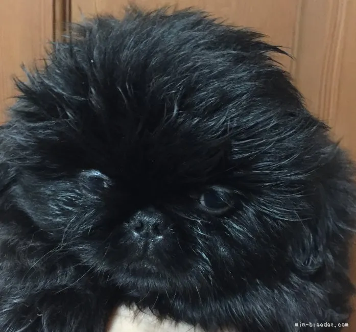 ID：1811-00517の子犬