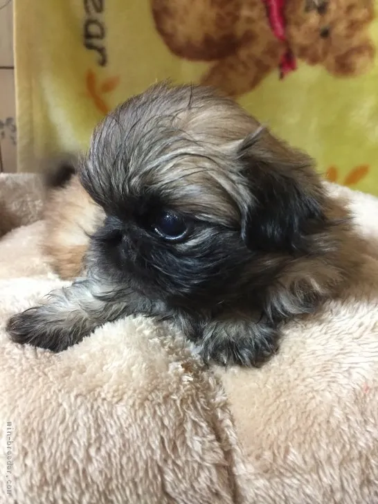 ID：1709-00007の子犬