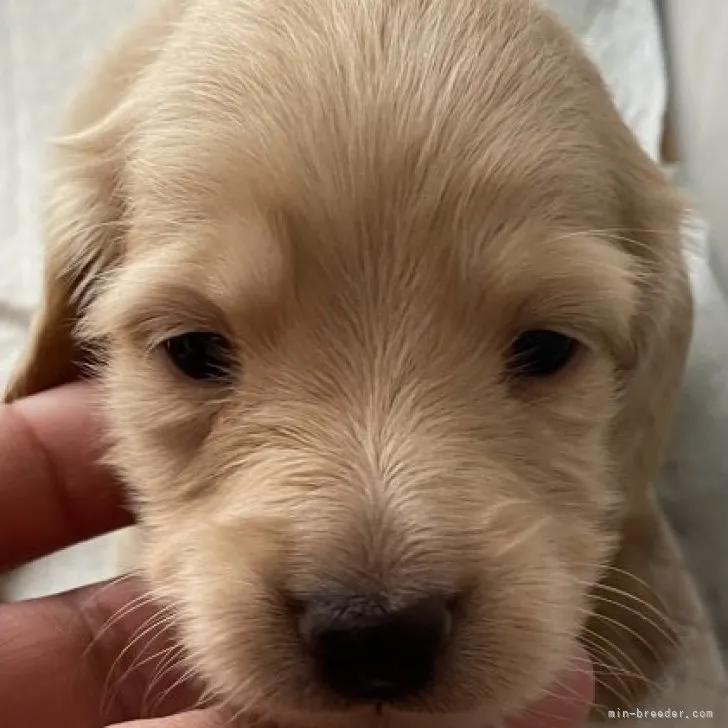 ID:2302-02011の子犬