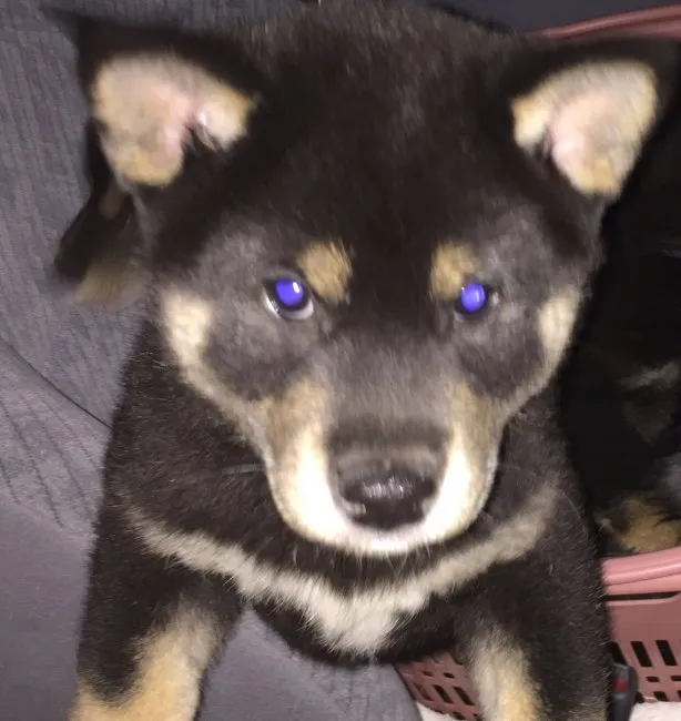 ID:1605-00150の子犬