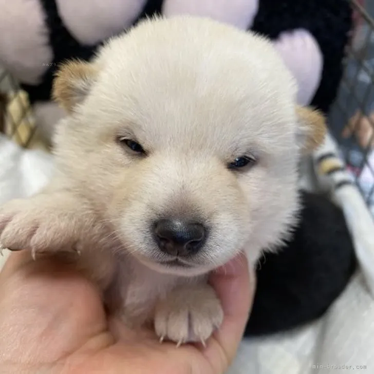 ID:2309-06298の子犬
