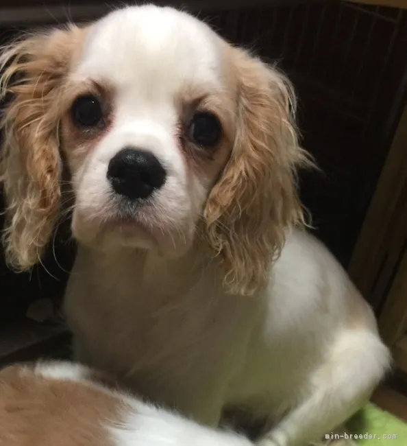 ID：1812-02756の子犬