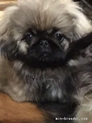 ID：1604-01168の子犬