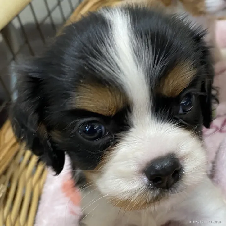 ID:2307-00336の子犬